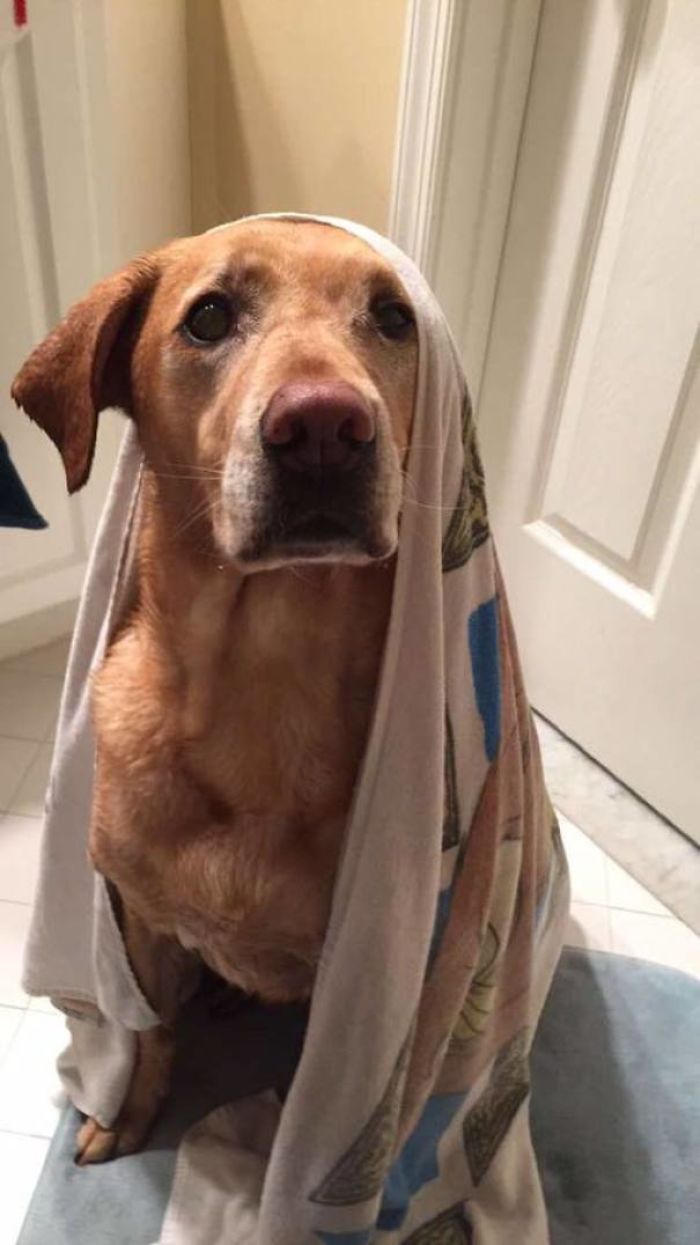 Share Pictures Of Your Pets Having A Bath