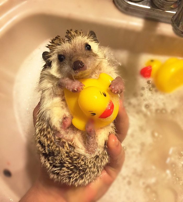 Share Pictures Of Your Pets Having A Bath