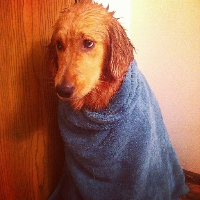 Share Pictures Of Your Pets Having A Bath