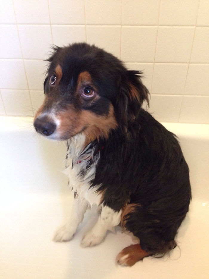 Share Pictures Of Your Pets Having A Bath