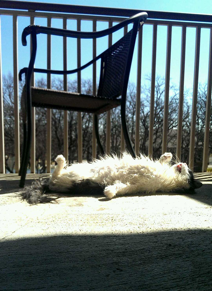 Share Pictures Of Your Pets Having A Bath