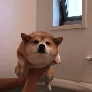 Share Pictures Of Your Pets Having A Bath