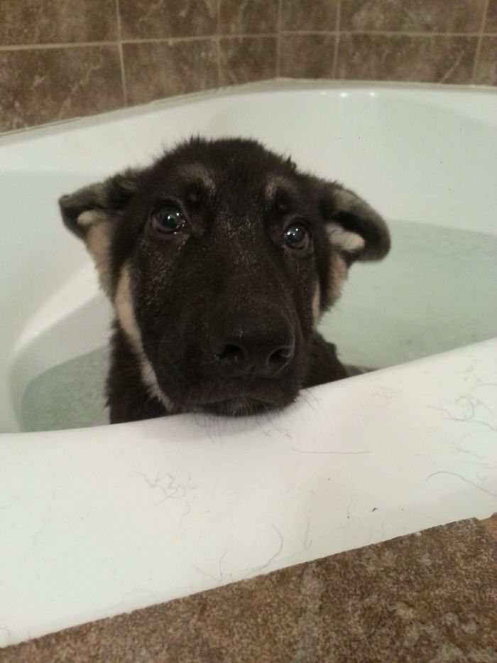 Share Pictures Of Your Pets Having A Bath