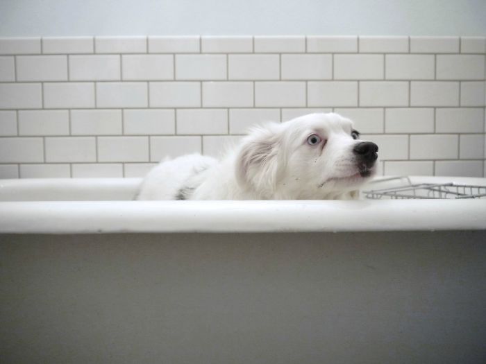 Share Pictures Of Your Pets Having A Bath