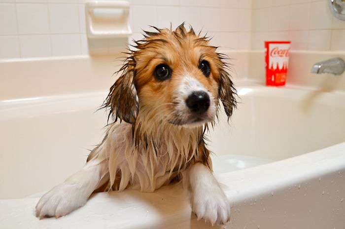 Share Pictures Of Your Pets Having A Bath