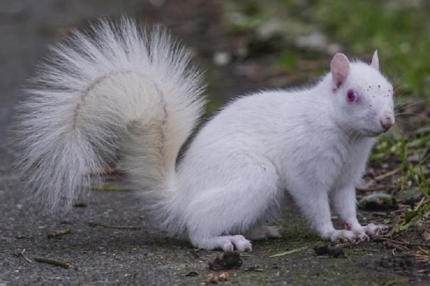 Rare Albino Squirrel Is Photographed