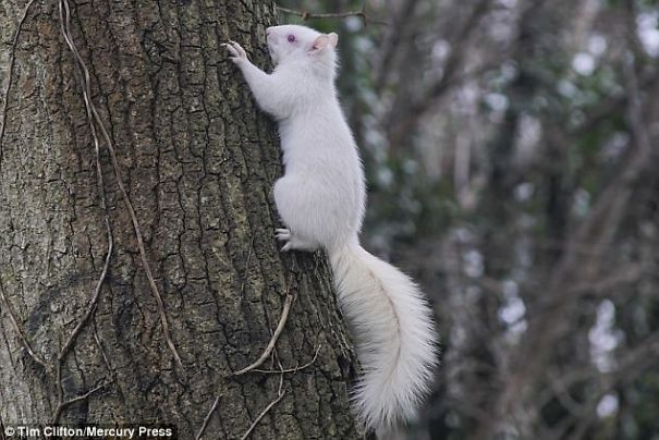 Rare Albino Squirrel Is Photographed