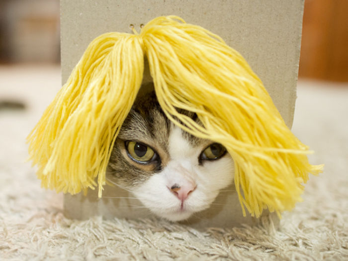 Maru The Cat Accidentally Tries On Different Wigs After His Owner Builds A Box Trap, And It&#8217;s Hilarious (+Video)