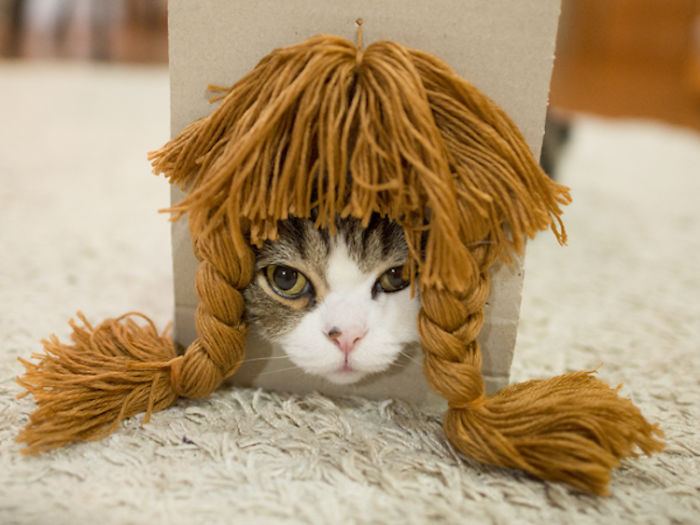 Maru The Cat Accidentally Tries On Different Wigs After His Owner Builds A Box Trap, And It&#8217;s Hilarious (+Video)