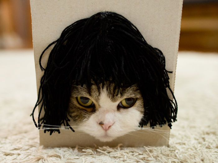 Maru The Cat Accidentally Tries On Different Wigs After His Owner Builds A Box Trap, And It&#8217;s Hilarious (+Video)