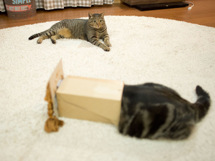 Maru The Cat Accidentally Tries On Different Wigs After His Owner Builds A Box Trap, And It&#8217;s Hilarious (+Video)