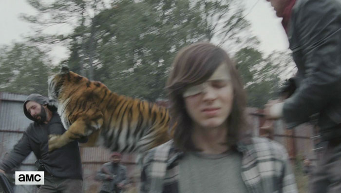 You&#8217;ll Never Look At &#8220;The Walking Dead&#8221; Tiger The Same After You See This