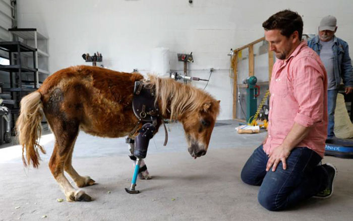 Pony Stands On Her Feet For The First Time With Prosthetic Limbs After Birth Accident