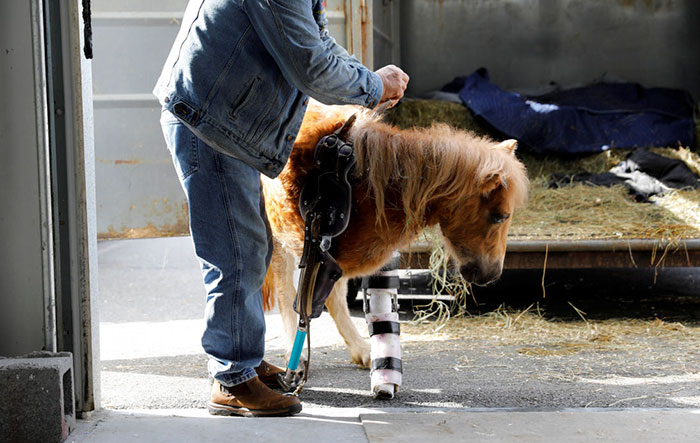 Pony Stands On Her Feet For The First Time With Prosthetic Limbs After Birth Accident