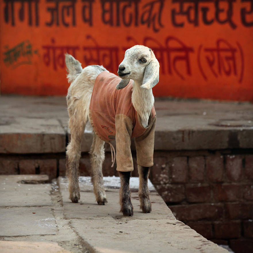 India’s Holy River And Its Inhabitants India’s Holy River And Its Inhabitants