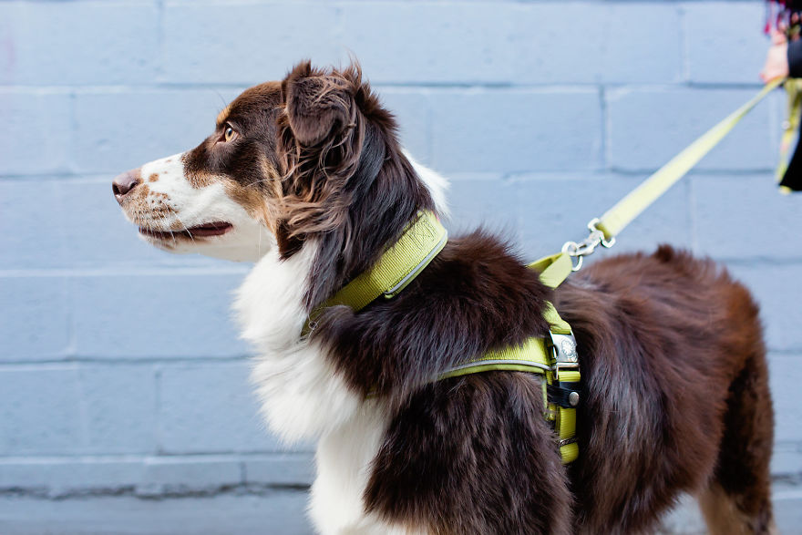 I Spent 3 Years Designing The Best Dog Walking Set Available