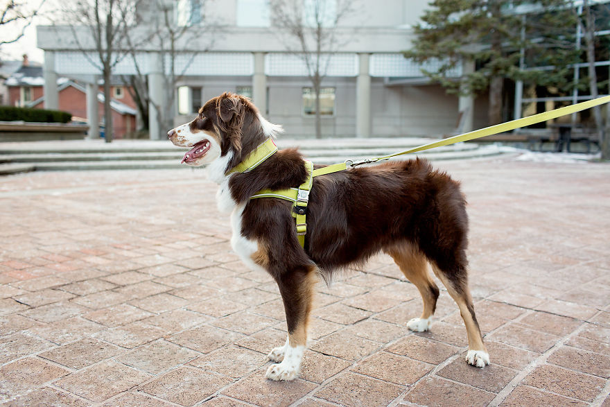 I Spent 3 Years Designing The Best Dog Walking Set Available