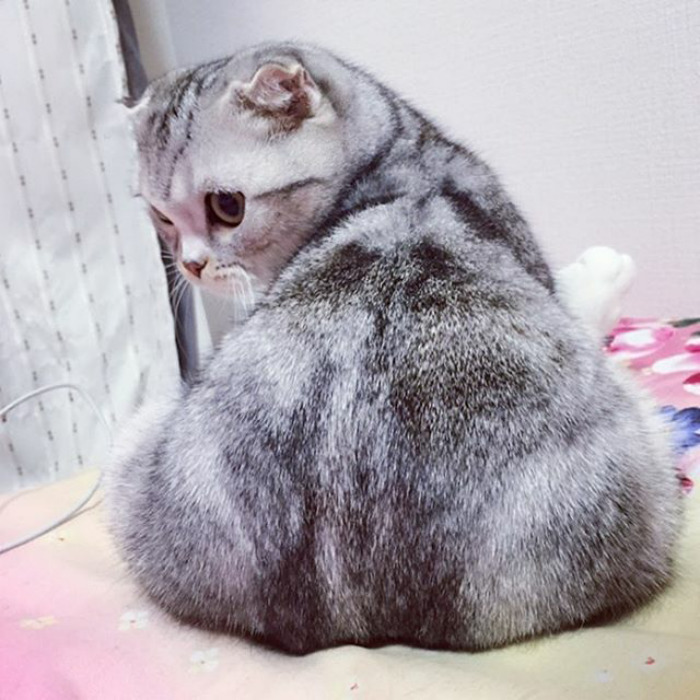 Meet Hana, A Japanese Kitty With Incredibly Big Eyes Who Is Taking Instagram By Storm Meet Hana, A Japanese Kitty With Incredibly Big Eyes Who Is Taking Instagram By Storm