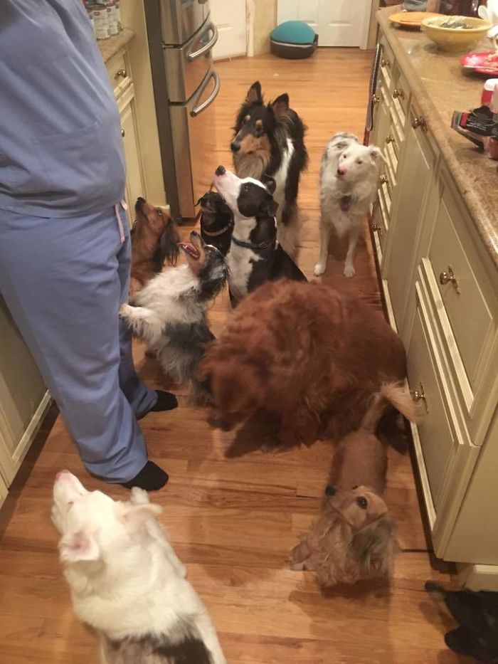 People Living With More Than 2 Dogs, Post Your Pics Of What It’s Like People Living With More Than 2 Dogs, Post Your Pics Of What It’s Like