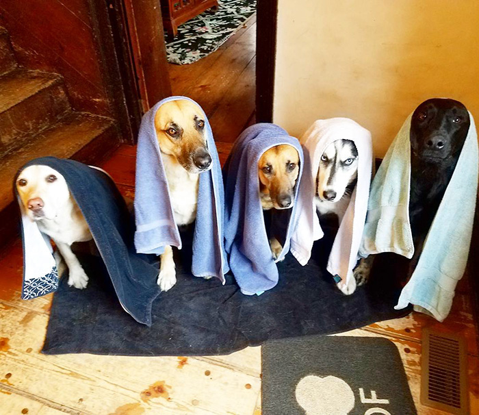 People Living With More Than 2 Dogs, Post Your Pics Of What It’s Like People Living With More Than 2 Dogs, Post Your Pics Of What It’s Like