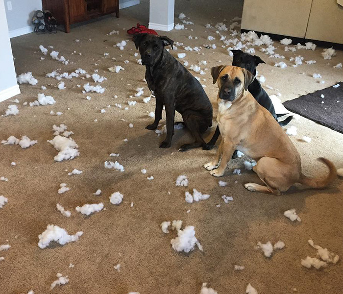 People Living With More Than 2 Dogs, Post Your Pics Of What It’s Like People Living With More Than 2 Dogs, Post Your Pics Of What It’s Like