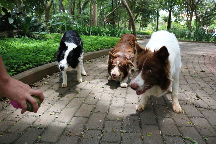 People Living With More Than 2 Dogs, Post Your Pics Of What It’s Like People Living With More Than 2 Dogs, Post Your Pics Of What It’s Like