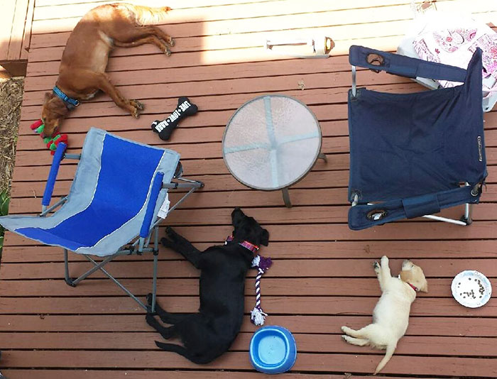 People Living With More Than 2 Dogs, Post Your Pics Of What It’s Like People Living With More Than 2 Dogs, Post Your Pics Of What It’s Like