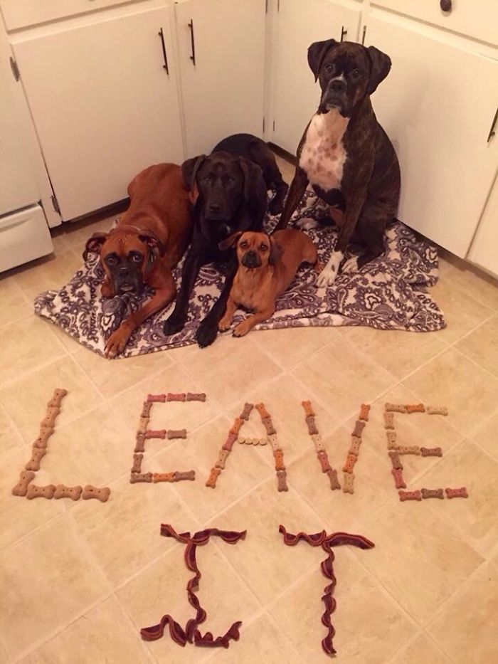 People Living With More Than 2 Dogs, Post Your Pics Of What It’s Like People Living With More Than 2 Dogs, Post Your Pics Of What It’s Like