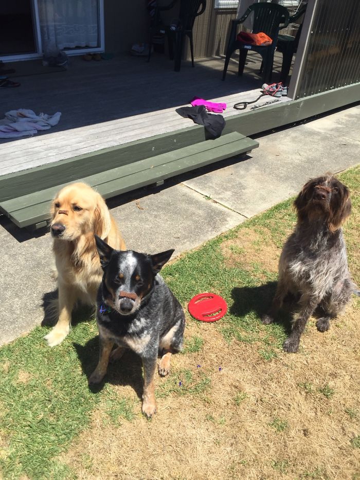 People Living With More Than 2 Dogs, Post Your Pics Of What It’s Like People Living With More Than 2 Dogs, Post Your Pics Of What It’s Like