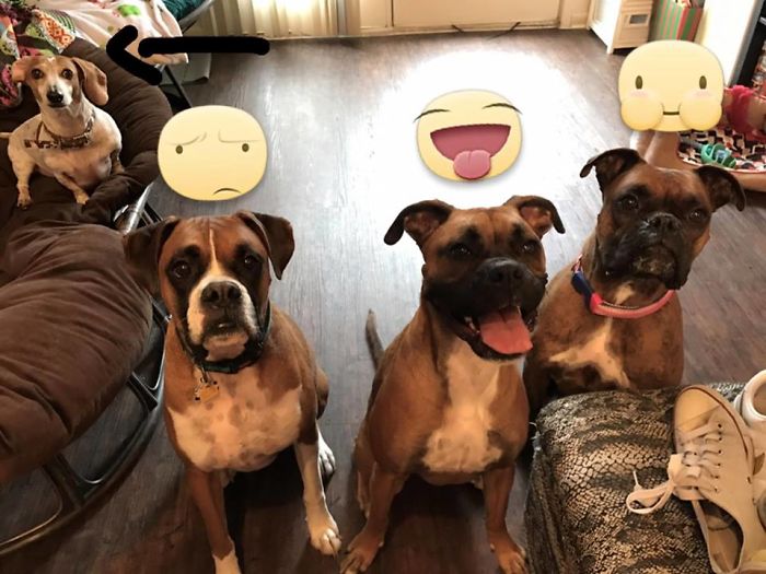 People Living With More Than 2 Dogs, Post Your Pics Of What It’s Like People Living With More Than 2 Dogs, Post Your Pics Of What It’s Like