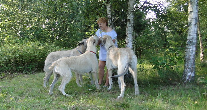 People Living With More Than 2 Dogs, Post Your Pics Of What It’s Like People Living With More Than 2 Dogs, Post Your Pics Of What It’s Like