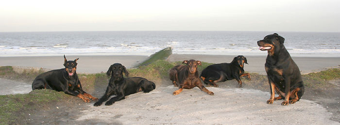 People Living With More Than 2 Dogs, Post Your Pics Of What It’s Like People Living With More Than 2 Dogs, Post Your Pics Of What It’s Like