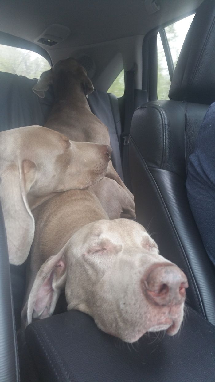 People Living With More Than 2 Dogs, Post Your Pics Of What It’s Like People Living With More Than 2 Dogs, Post Your Pics Of What It’s Like