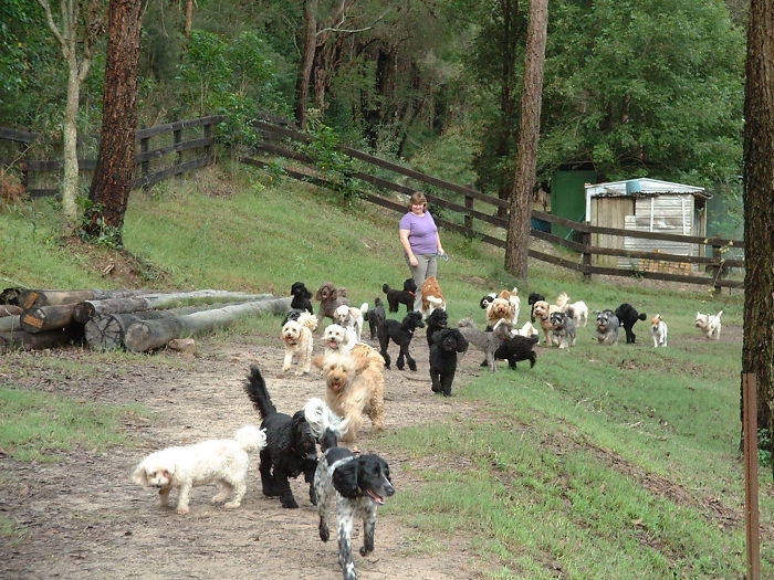 People Living With More Than 2 Dogs, Post Your Pics Of What It’s Like People Living With More Than 2 Dogs, Post Your Pics Of What It’s Like