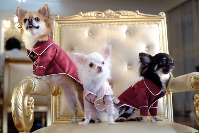 People Living With More Than 2 Dogs, Post Your Pics Of What It’s Like People Living With More Than 2 Dogs, Post Your Pics Of What It’s Like