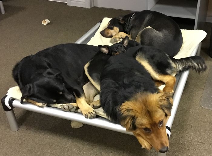 People Living With More Than 2 Dogs, Post Your Pics Of What It’s Like People Living With More Than 2 Dogs, Post Your Pics Of What It’s Like