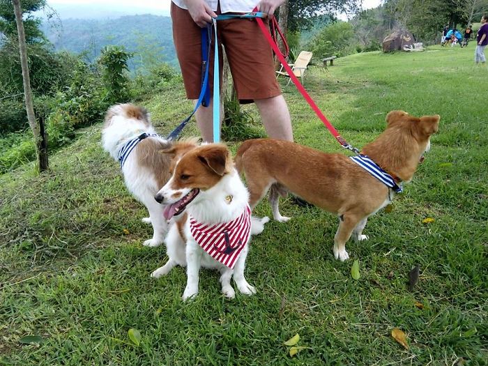 People Living With More Than 2 Dogs, Post Your Pics Of What It’s Like People Living With More Than 2 Dogs, Post Your Pics Of What It’s Like