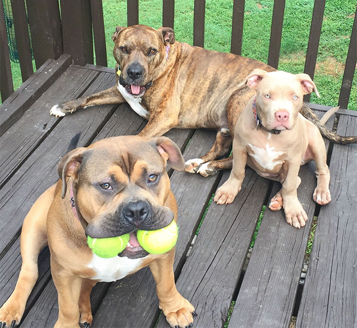 People Living With More Than 2 Dogs, Post Your Pics Of What It’s Like People Living With More Than 2 Dogs, Post Your Pics Of What It’s Like