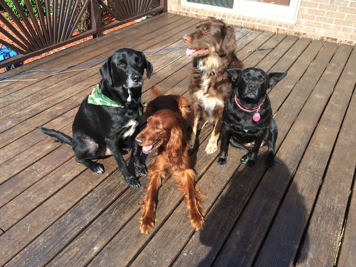 People Living With More Than 2 Dogs, Post Your Pics Of What It’s Like People Living With More Than 2 Dogs, Post Your Pics Of What It’s Like