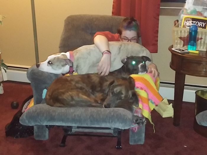 People Living With More Than 2 Dogs, Post Your Pics Of What It’s Like People Living With More Than 2 Dogs, Post Your Pics Of What It’s Like