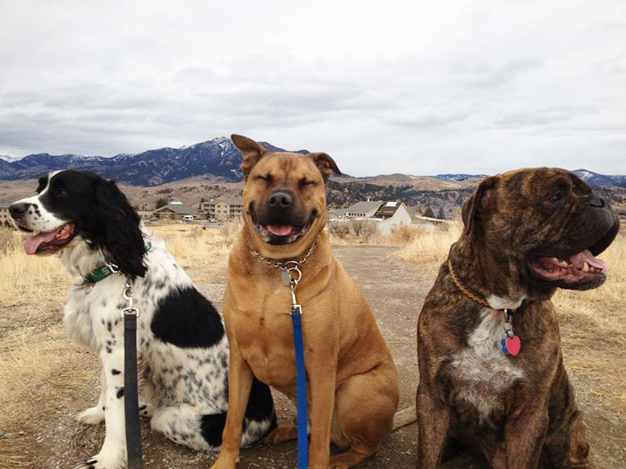 People Living With More Than 2 Dogs, Post Your Pics Of What It’s Like People Living With More Than 2 Dogs, Post Your Pics Of What It’s Like