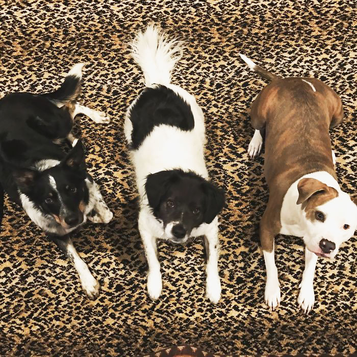 People Living With More Than 2 Dogs, Post Your Pics Of What It’s Like People Living With More Than 2 Dogs, Post Your Pics Of What It’s Like