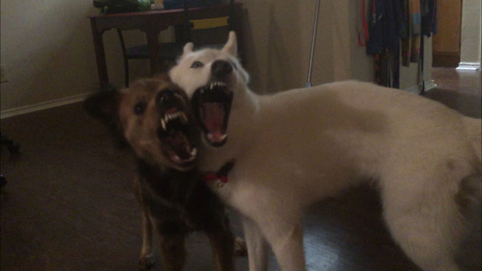 People Living With More Than 2 Dogs, Post Your Pics Of What It’s Like People Living With More Than 2 Dogs, Post Your Pics Of What It’s Like