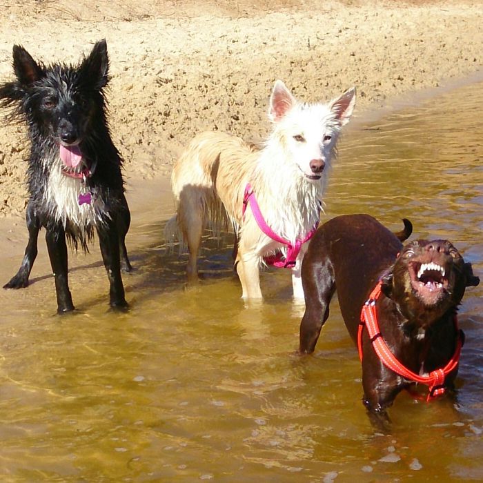 People Living With More Than 2 Dogs, Post Your Pics Of What It’s Like People Living With More Than 2 Dogs, Post Your Pics Of What It’s Like