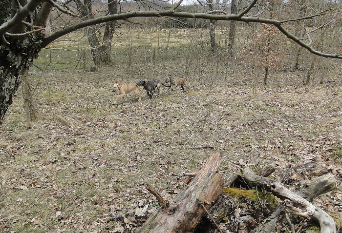 People Living With More Than 2 Dogs, Post Your Pics Of What It’s Like People Living With More Than 2 Dogs, Post Your Pics Of What It’s Like