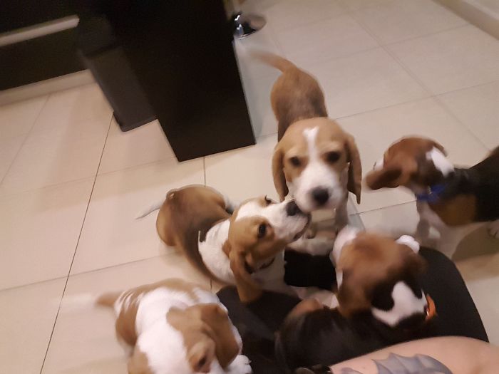 People Living With More Than 2 Dogs, Post Your Pics Of What It’s Like People Living With More Than 2 Dogs, Post Your Pics Of What It’s Like