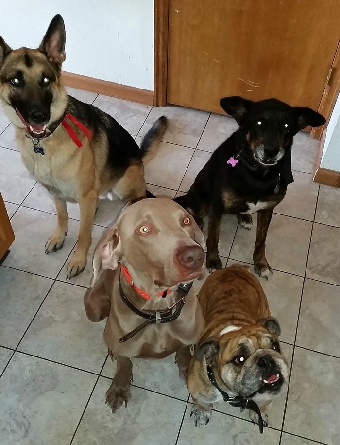 People Living With More Than 2 Dogs, Post Your Pics Of What It’s Like People Living With More Than 2 Dogs, Post Your Pics Of What It’s Like