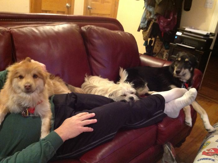 People Living With More Than 2 Dogs, Post Your Pics Of What It’s Like People Living With More Than 2 Dogs, Post Your Pics Of What It’s Like