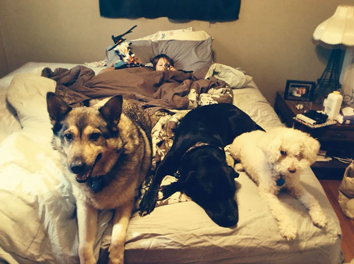 People Living With More Than 2 Dogs, Post Your Pics Of What It’s Like People Living With More Than 2 Dogs, Post Your Pics Of What It’s Like