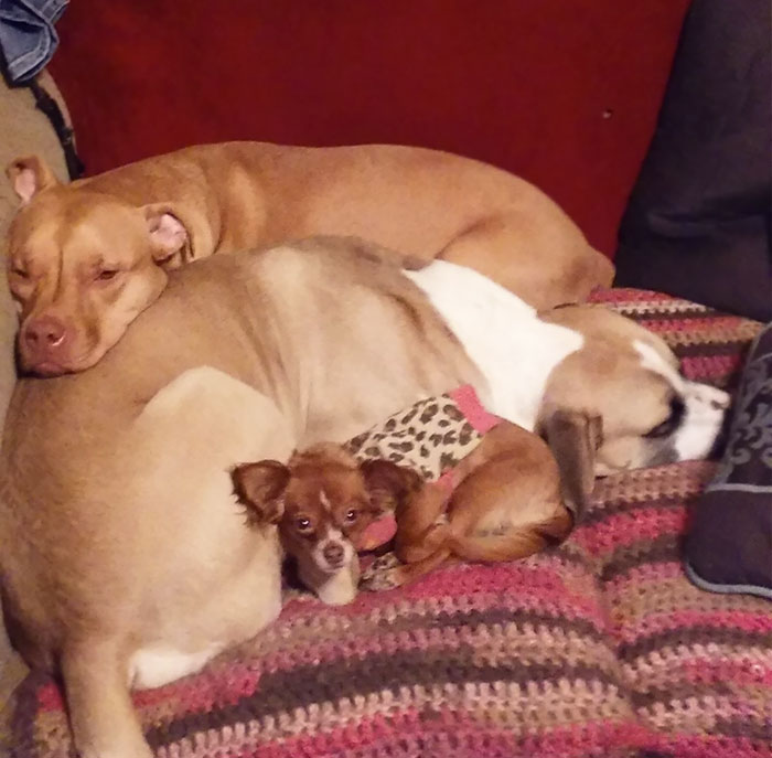 People Living With More Than 2 Dogs, Post Your Pics Of What It’s Like People Living With More Than 2 Dogs, Post Your Pics Of What It’s Like